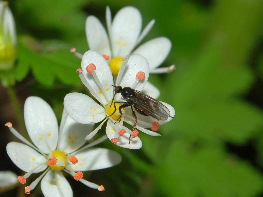 Saxifraga cuneifolia / Sassifraga a foglia cuneate